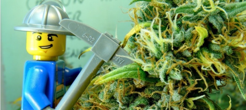 Hemp Bioplastic Could be an Alternative for LEGO Bricks