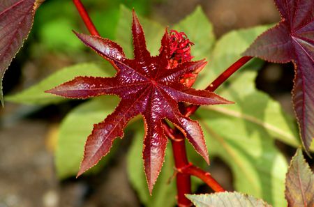 New Catalysis Concept to Obtain Polyester from Castor Oil