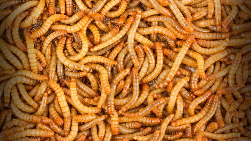 Mealworms Can Eat Plastic Waste